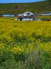 Yellow Mustard Flowers on a Hill, Bloomberg Sonoma County, CNCD06_245