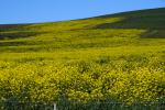 Yellow Mustard Flowers on a Hill, Bloomberg Sonoma County