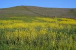 Yellow Mustard Flowers on a Hill, Bloomberg Sonoma County, CNCD06_250