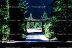 Avenue of the Giants, CNCV01P15_02