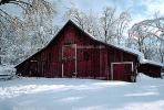 snow, tree, Ice, Cold, Frozen, Icy, Winter, red barn, Mariposa County, CNCV02P13_02.1731