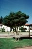 Mission Santa Cruz, tree, CNCV03P14_12