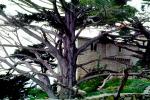 Cypress Trees, CNCV05P09_07