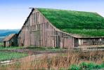 Barn Building, rural, sod roof, grass