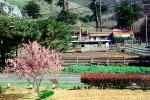 Blossom, Tree, Home, House, Highway-1, Muir Beach, Marin County, CNCV06P03_06