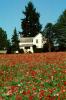 flower fields, home, house, building 