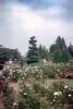 Garden, Roses, Seattle, June 1969, 1960s