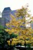 Cityscape, buildings, autumn, fall colors, trees, Manhattan