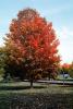 Cooperstown, autumn, CNZV01P04_15