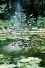 pond, toad stools, leaves, park, garden, water fountain, Sterling Forest State Park