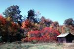 Fall Colors, Autumn, cabin, trees