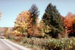 Autumn Trees, CNZV02P05_15