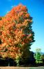 Fall Colors, tree, autumn, CODV01P08_12