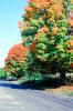 Fall Colors, tree, autumn, CODV01P08_13
