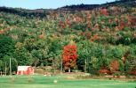 Fall Colors, Barn, Bucolic, tree, forest, deciduous, autumn