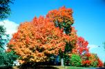 Fall Colors, tree, autumn, CODV01P08_17