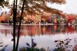 Vegetation, Flora, Plants, fall colors, Autumn, Trees, Exterior, Outdoors, Outside, New Hampshire