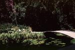 Cypress Gardens, pond, footbridge, lily pads, June 1959, 1950s, COFV03P03_16