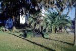 lawn, garden, palm tree