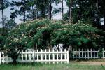 Picket Fence, Mimosa Tree, near Tampa, COFV05P04_14