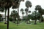 Park, Palm Trees, Daytona Beach, May 1954, 1950s