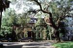 Building, Trees, Ivy, Historic Savannah, COGV01P12_12