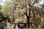 hanging moss, trees, Chippewa Square, Historic Savannah, COGV01P13_05
