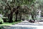 hanging moss, trees, street, Historic Savannah, COGV01P13_06