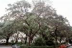 Square, Trees, Historic Savannah, COGV01P14_10