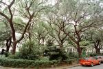 Square, Trees, Historic Savannah, COGV01P14_11
