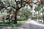 Park, Trees, Sidewalk, cars, Abercorn Street, hanging moss, Historic Savannah, COGV02P02_01
