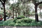 Park, Trees, Sidewalk, cars, Abercorn Street, hanging moss, Historic Savannah, COGV02P02_02