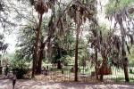 Park, Trees, hanging moss, Historic Savannah, COGV02P02_05