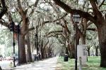 Hanging Moss, Trees, Sidewalk, park, Historic Savannah, COGV02P04_12