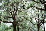 Hanging Moss, Trees, Historic Savannah, COGV02P04_13