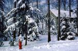 Winter Snow, trees, home, house, Fire Hydrant, Tranquility, COJV01P04_10