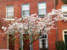 Cherry blossom, building, Baltimore, COMD01_117
