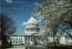 United States Capitol, Cherry Blossom Festival, CONV02P06_13