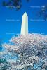 Cherry Blossom Trees, Washington Monument, CONV02P09_01