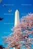 Cherry Blossom Trees, Washington Monument, CONV02P09_02.1738