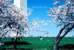 Cherry Blossom Trees, Washington Monument, CONV02P09_03
