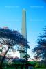 Cherry Blossom Trees, Washington Monument, CONV02P09_07