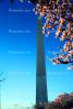 Cherry Blossom Trees, Washington Monument, CONV02P09_08