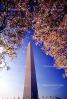 Washington Monument, Cherry Blossom Trees, CONV02P12_05