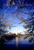 Washington Monument, Cherry Blossom Trees, CONV02P12_06