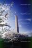 Washington Monument, Cherry Blossom Trees, CONV02P12_08