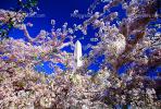 Washington Monument, Cherry Blossom Trees, CONV02P12_10