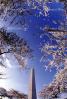 Washington Monument, Cherry Blossom Trees, CONV02P12_11