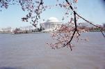 Cherry Blossom Tree, Jefferson Memorial, CONV04P14_16