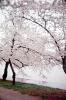 Cherry Blossom, Tree